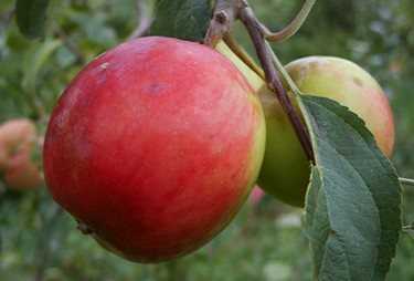 Яблоки айдаред — распишем по порядку