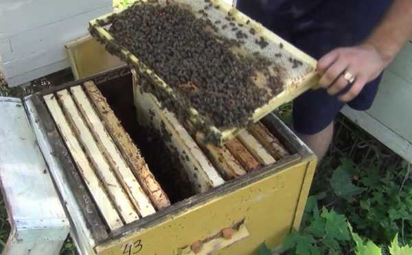 Эффективная защита пчел от клеща