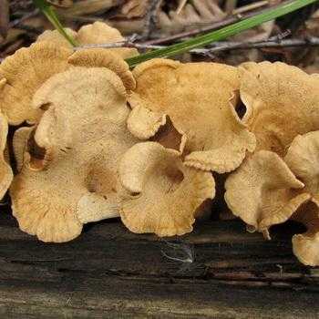 Виды ложных опят: фото, описание, отличие от съедобных грибов