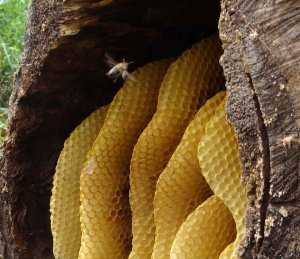 Правильная ловля пчелиных роев ловушками