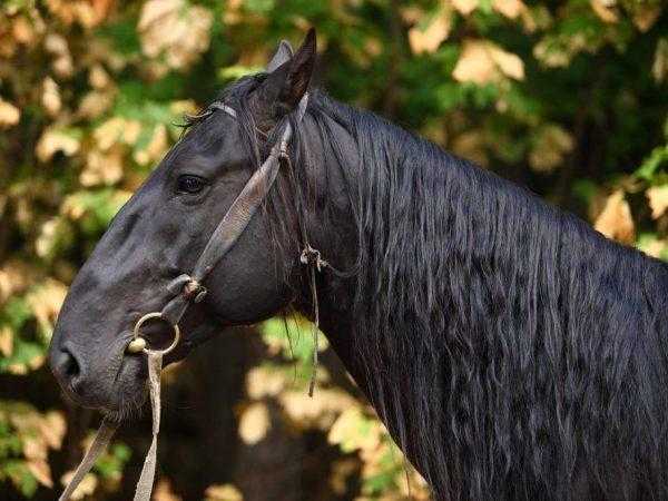 Карачаевская порода лошадей: разновидности и рекомендации по уходу
