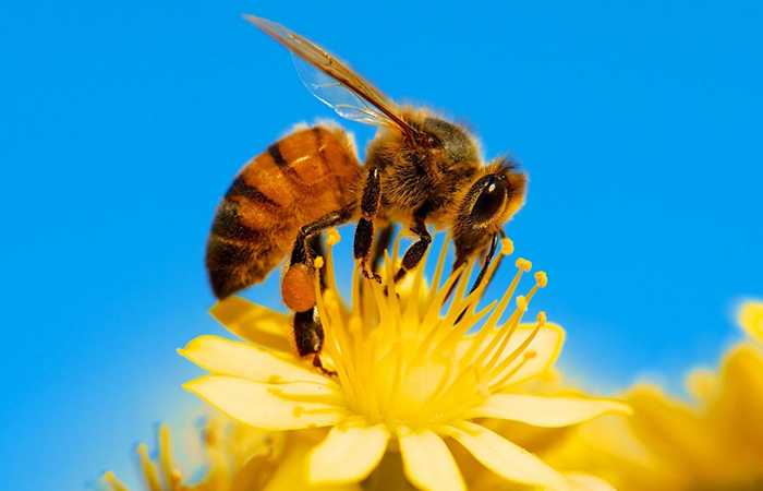 Чем питаются медоносные пчелы