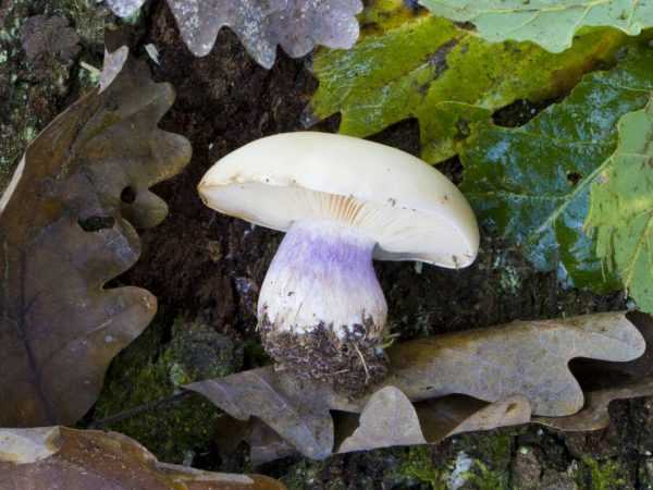 В тополях, какие грибы растут. где растёт и как выглядит гриб рядовка тополёвая | дачная жизнь