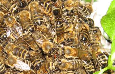 Синдром разрушения пчелиных семей (слет пчел), симптомы болезни, профилактика.
