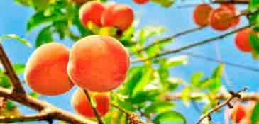 Агротехника выращивания персиков: уход и обрезка
