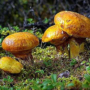 Маслёнок спрэга (suillus spraguei) –  грибы сибири