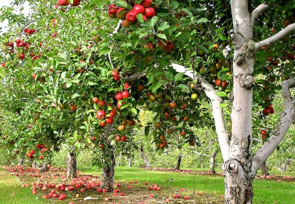 Пересадка яблони весной на новое место: как и когда пересаживать