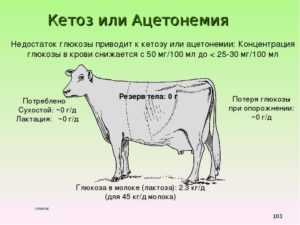Диктиокаулез крс - болезни коров
